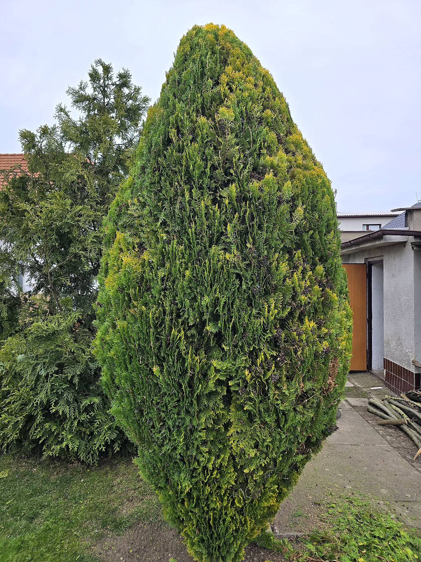 Tvarování okrasných keřů po úpravě