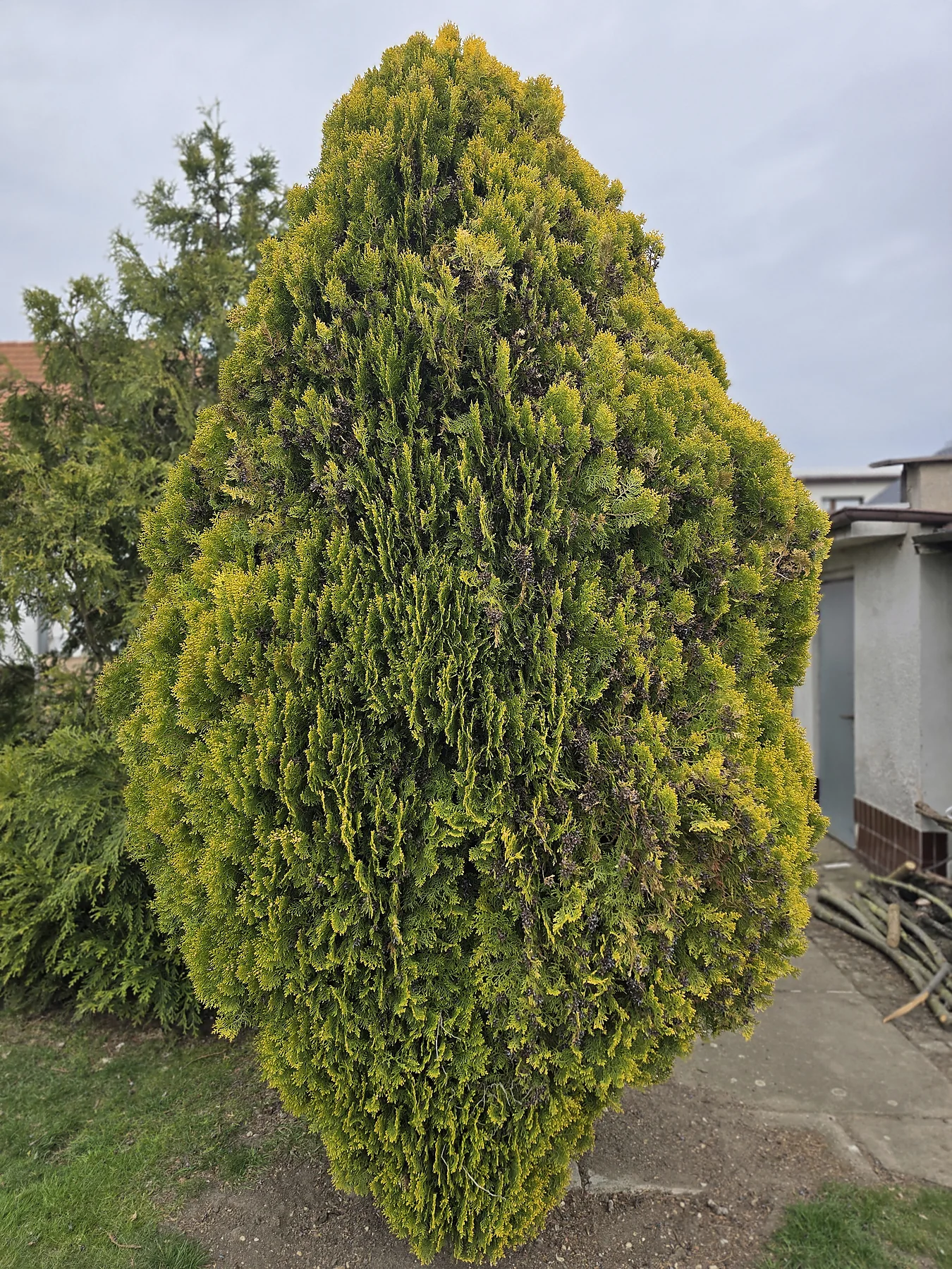 Tvarování okrasných keřů před úpravou